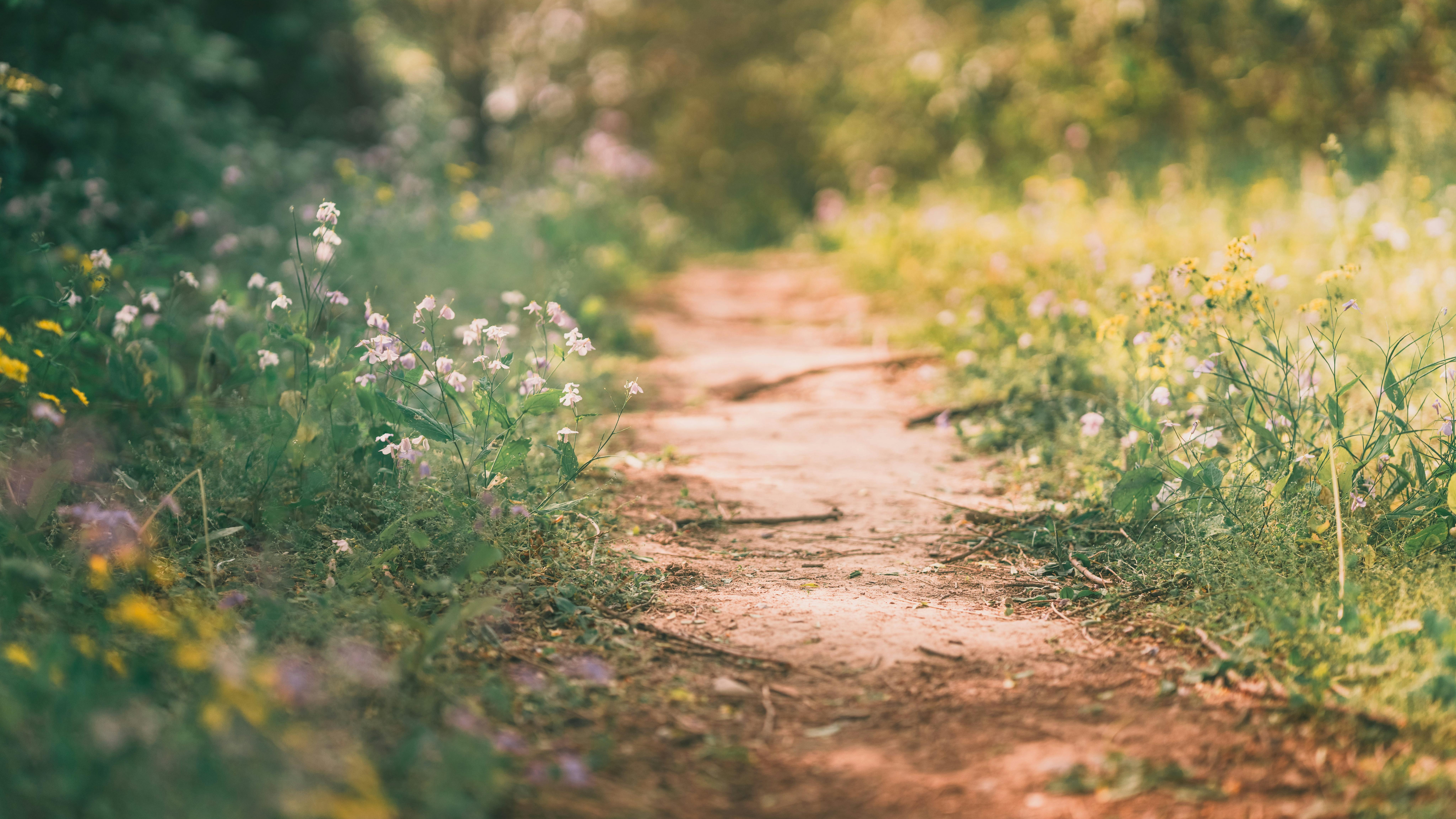 Ақтөбе үшін 1000 ағаш